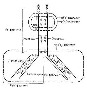 pFc1-  Fc'- IgG