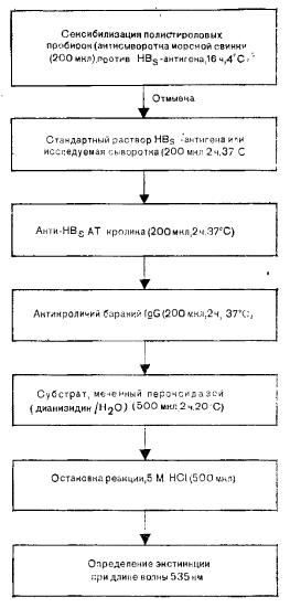    HBs-   