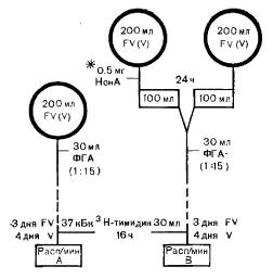            (V)      (FV)